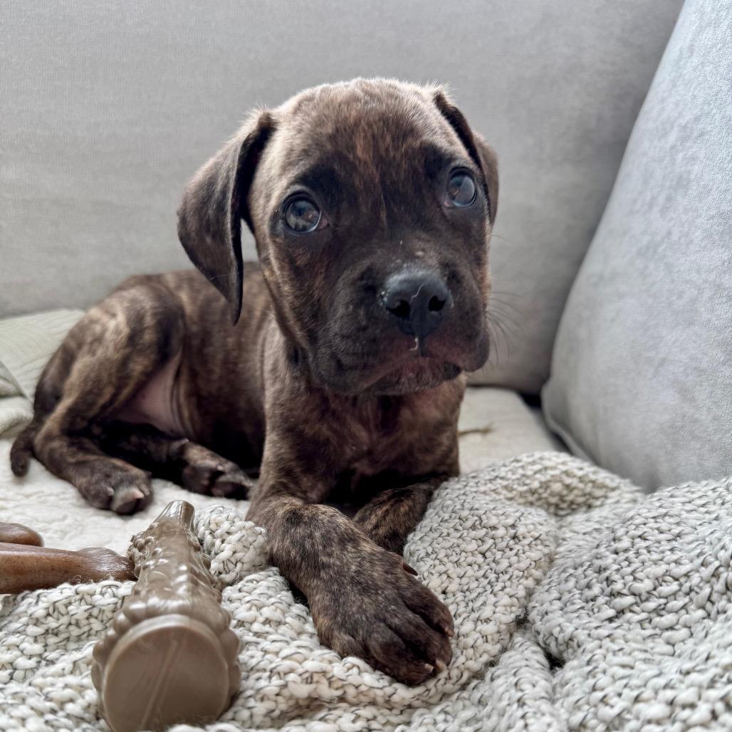 Enlarge Woody, a Adoptable mixed breed in Northville, MI image 4/6