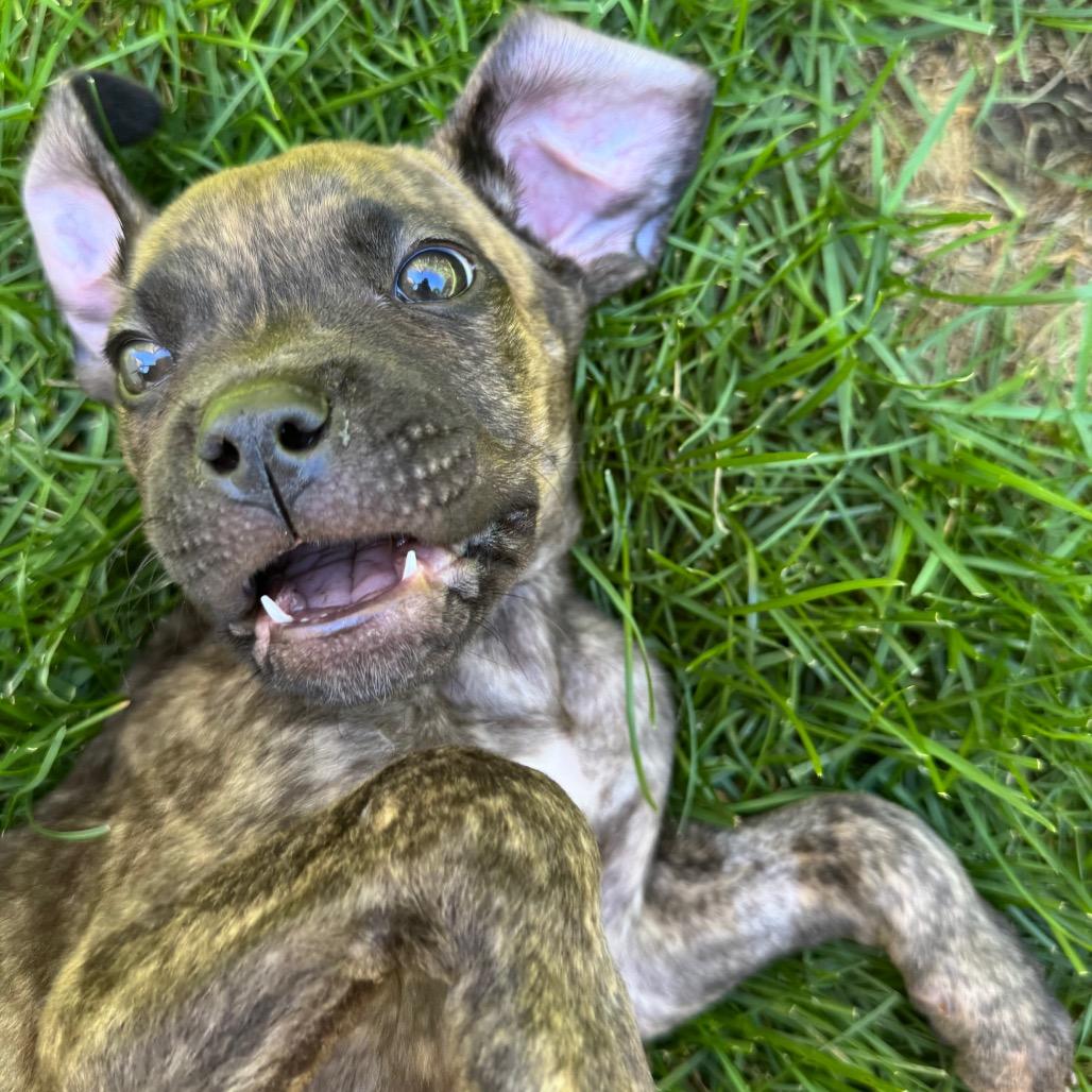 Enlarge Woody, a Adoptable mixed breed in Northville, MI image 5/6