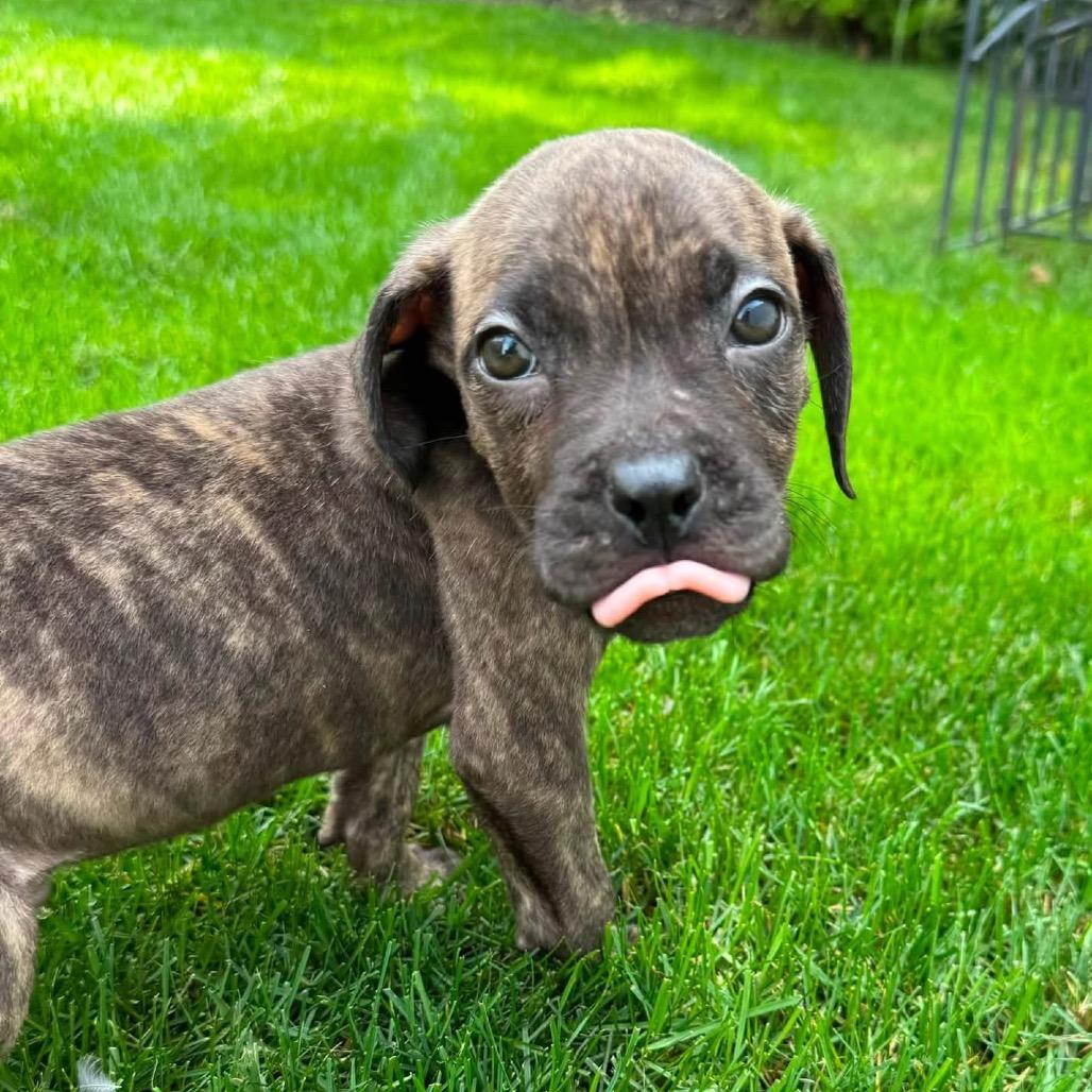 Enlarge Woody, a Adoptable mixed breed in Northville, MI image 6/6