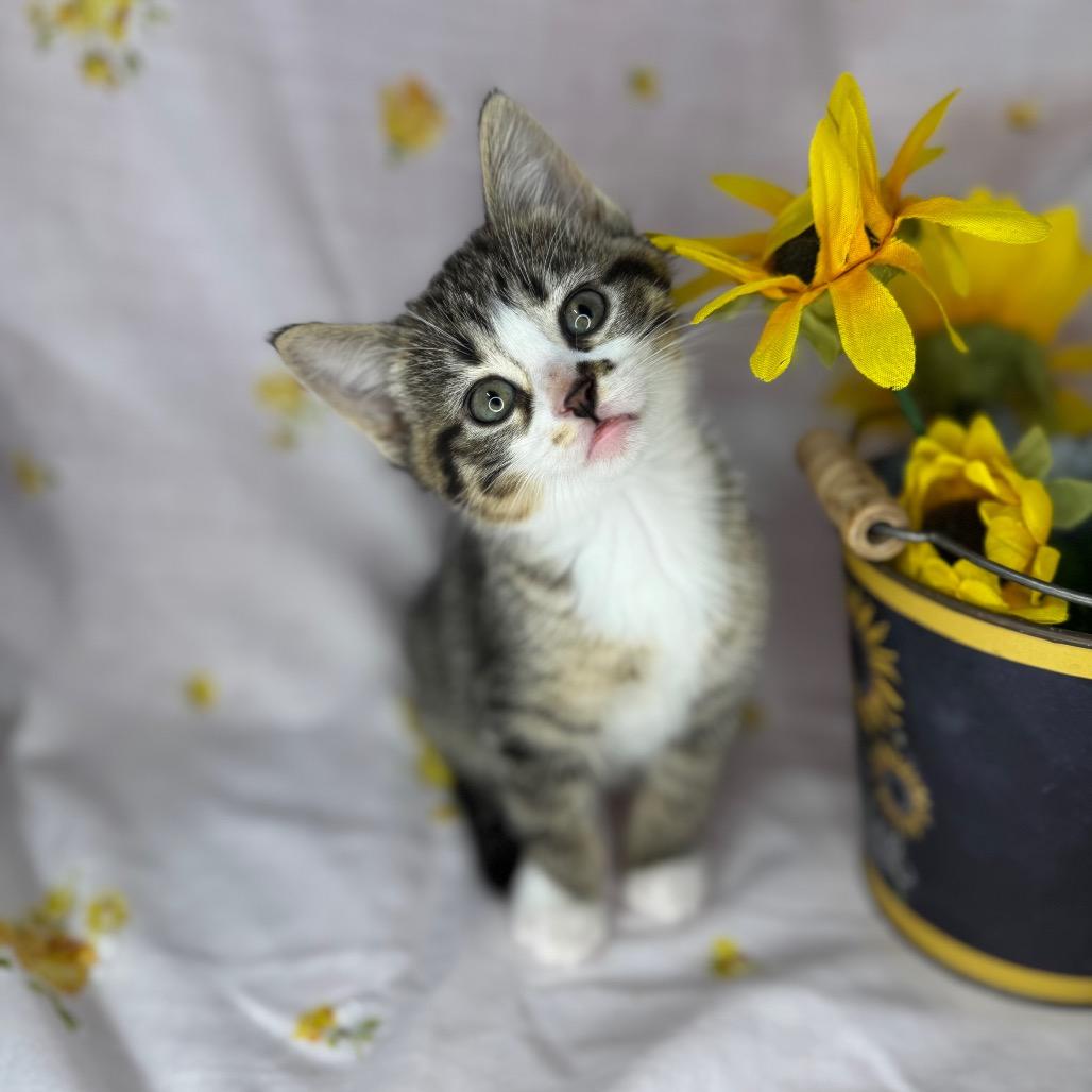 Ayla, Adoptable, Kitten Female Domestic Short Hair.