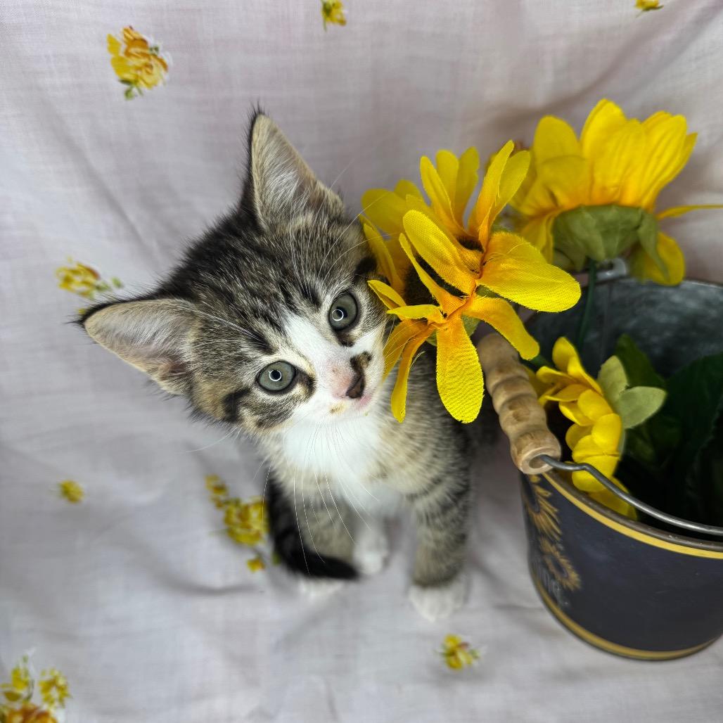 Enlarge Ayla, a Adoptable Domestic Short Hair in Mount Vernon, IL image 2/6