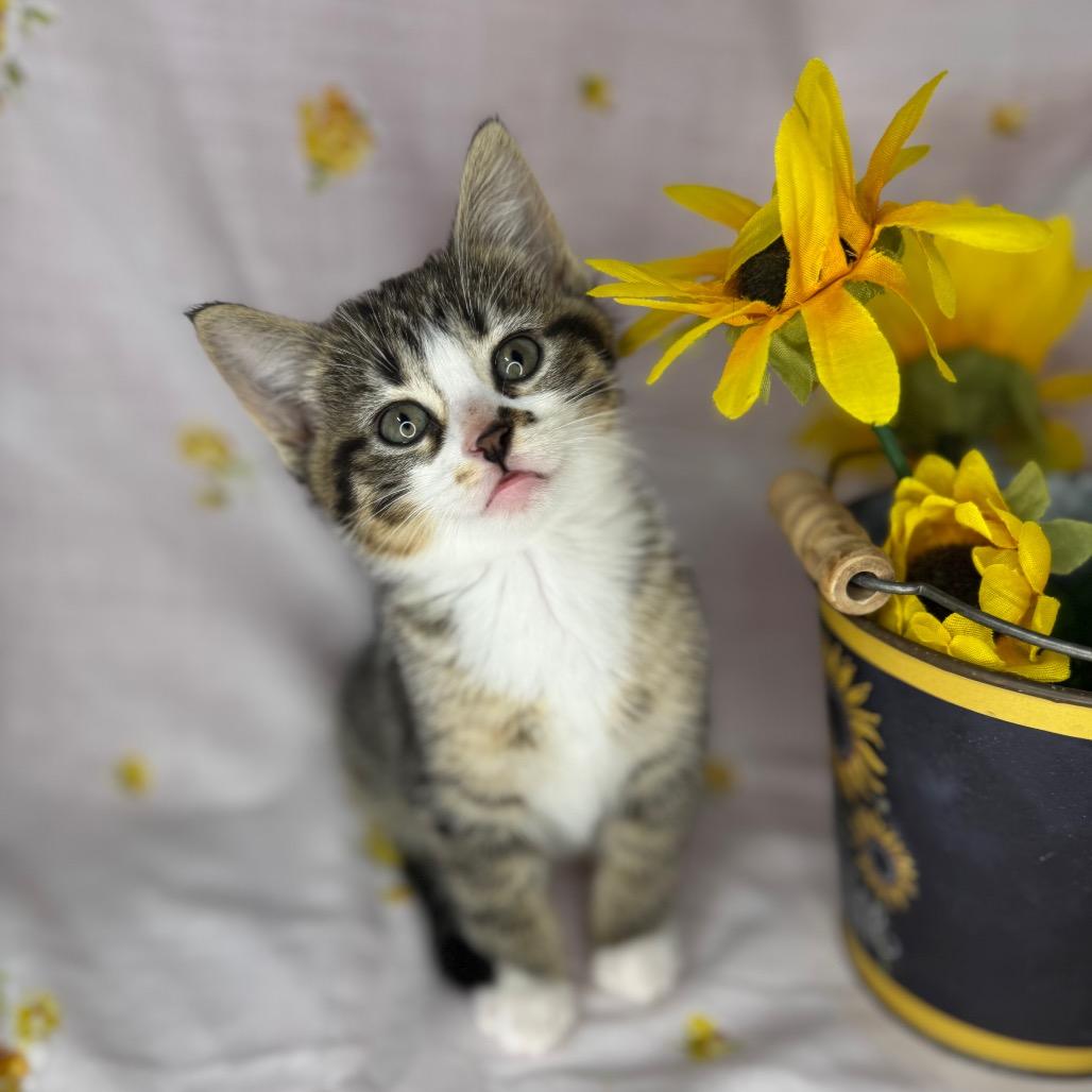 Enlarge Ayla, a Adoptable Domestic Short Hair in Mount Vernon, IL image 3/6