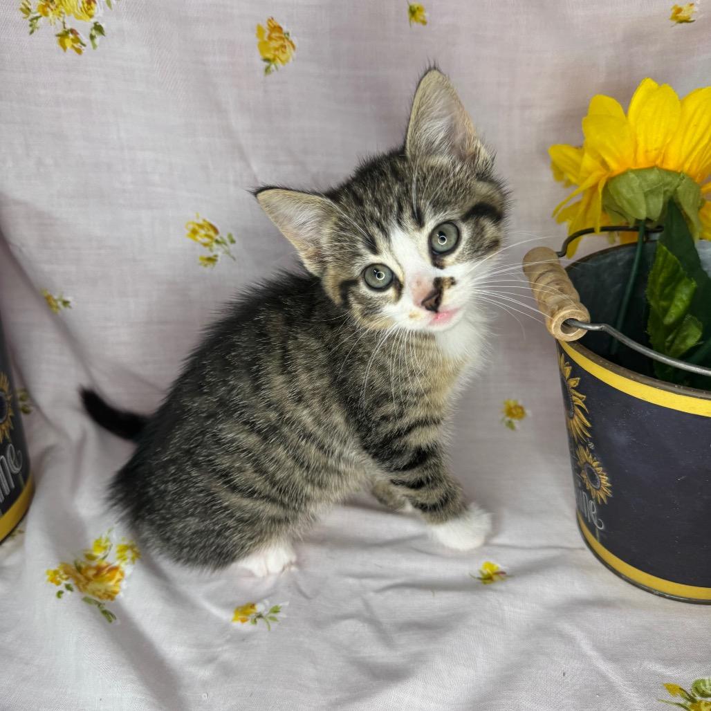 Enlarge Ayla, a Adoptable Domestic Short Hair in Mount Vernon, IL image 4/6