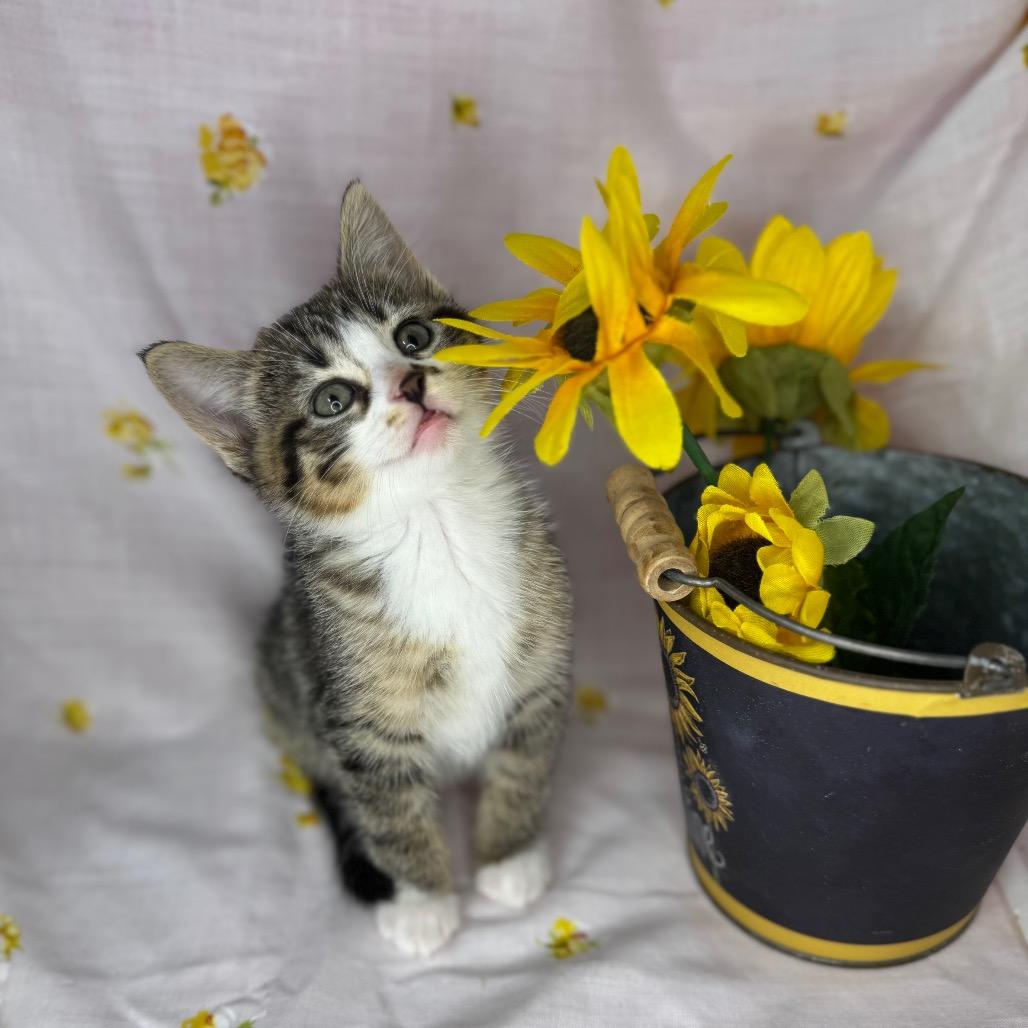 Enlarge Ayla, a Adoptable Domestic Short Hair in Mount Vernon, IL image 5/6