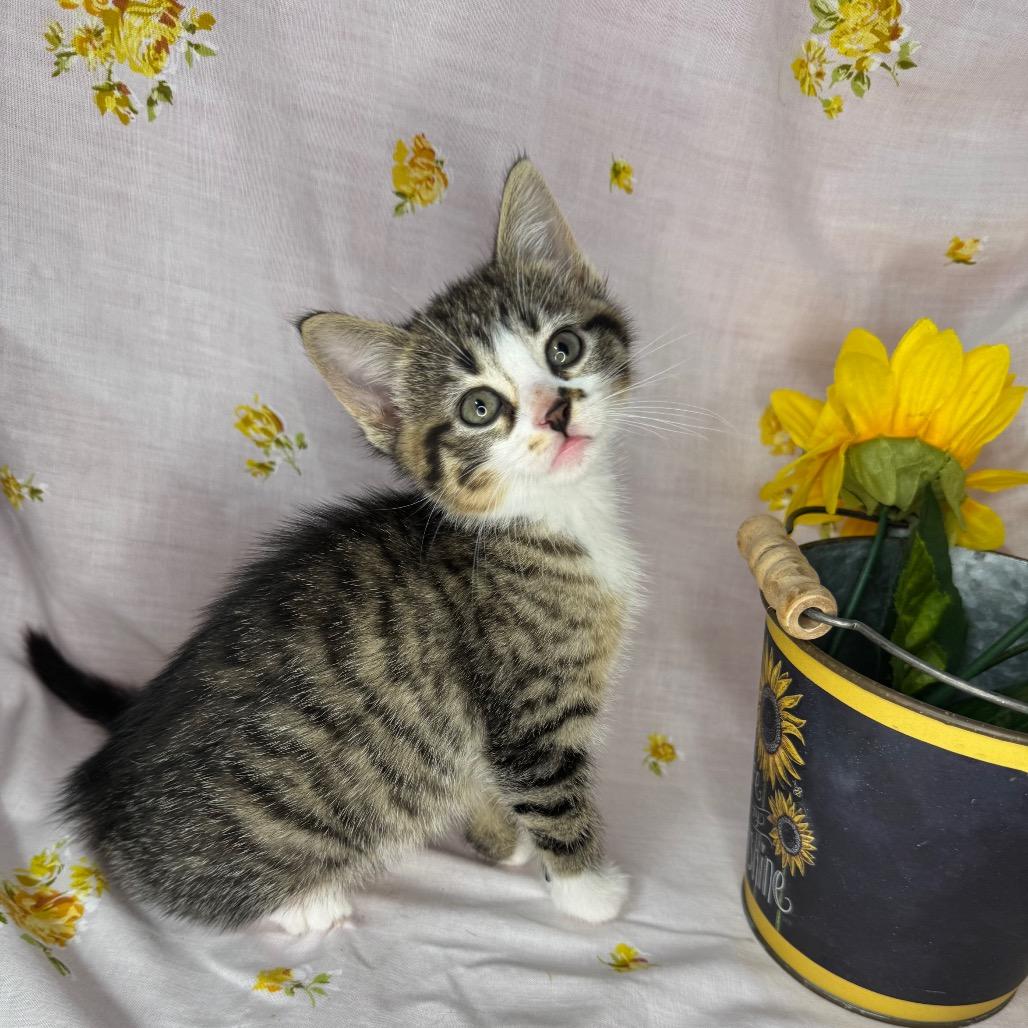 Enlarge Ayla, a Adoptable Domestic Short Hair in Mount Vernon, IL image 6/6