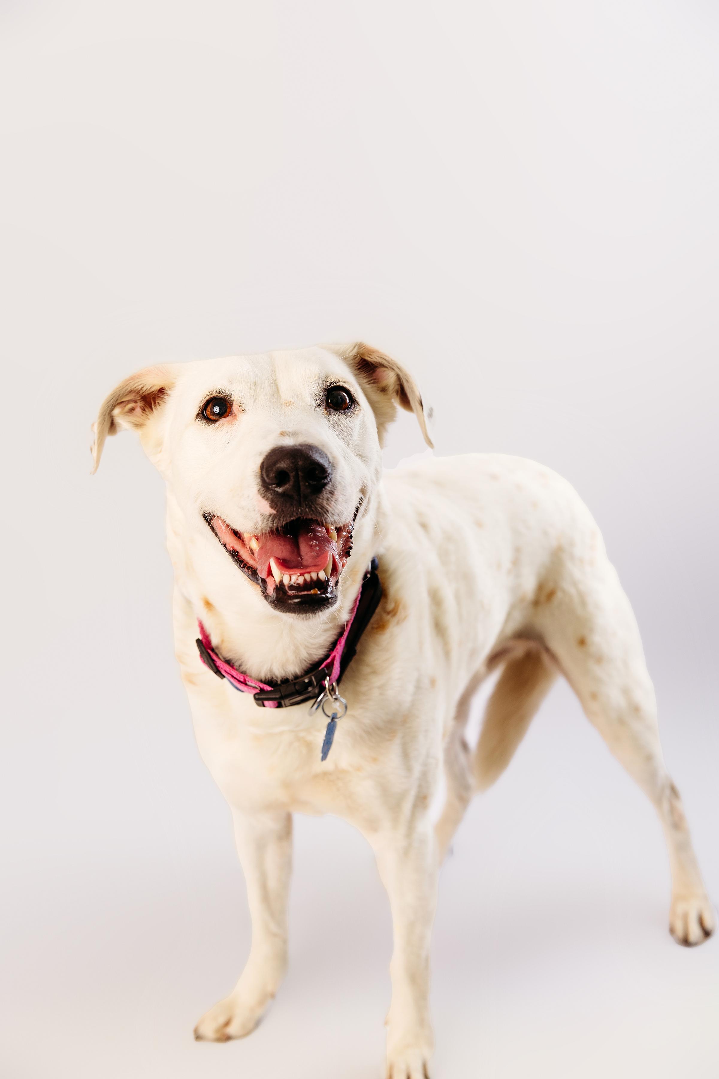 Lucy, Adult Female unknown