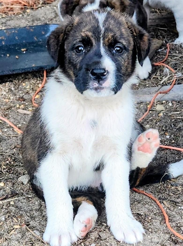 Autumn FCD#1098, Adopted, Young Female Boxer & Mixed Breed.