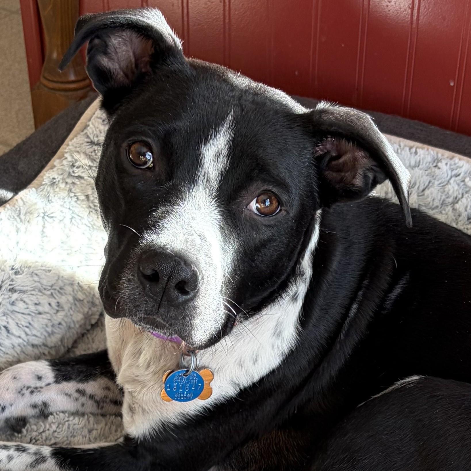 Enlarge Coffee Bean, a ADOPTABLE mixed breed in Normal, IL image 1/6