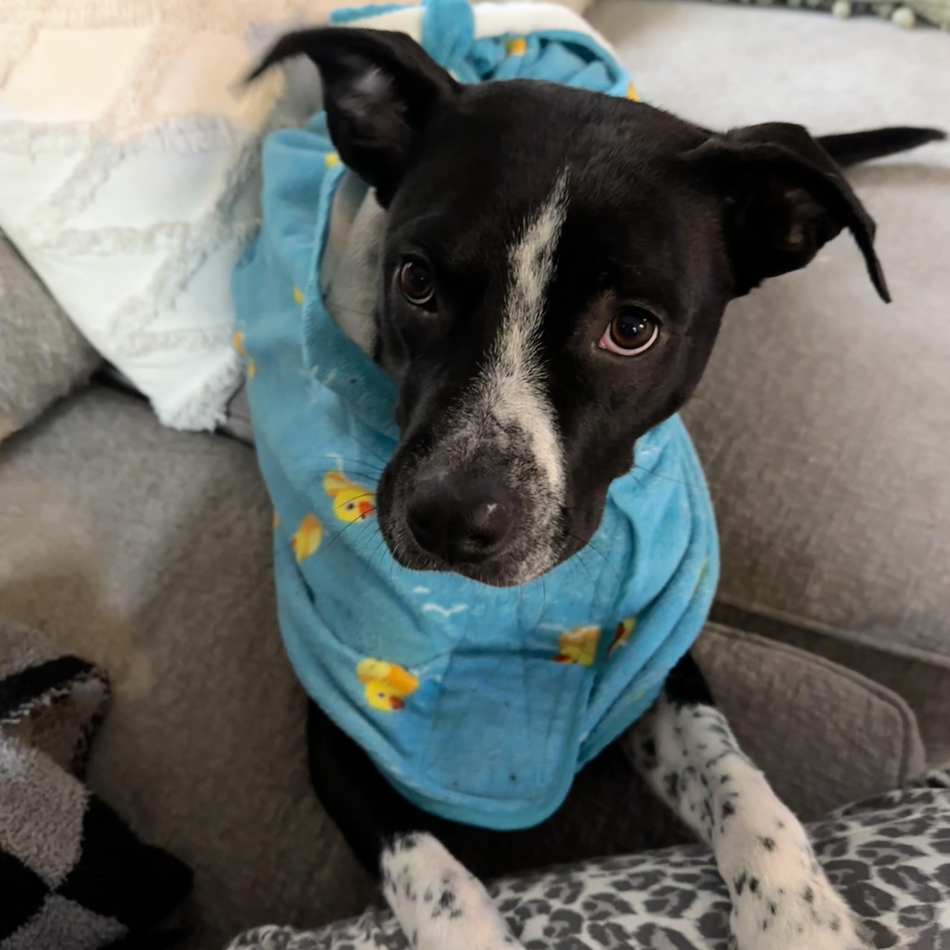 Enlarge Coffee Bean, a ADOPTABLE mixed breed in Normal, IL image 5/6