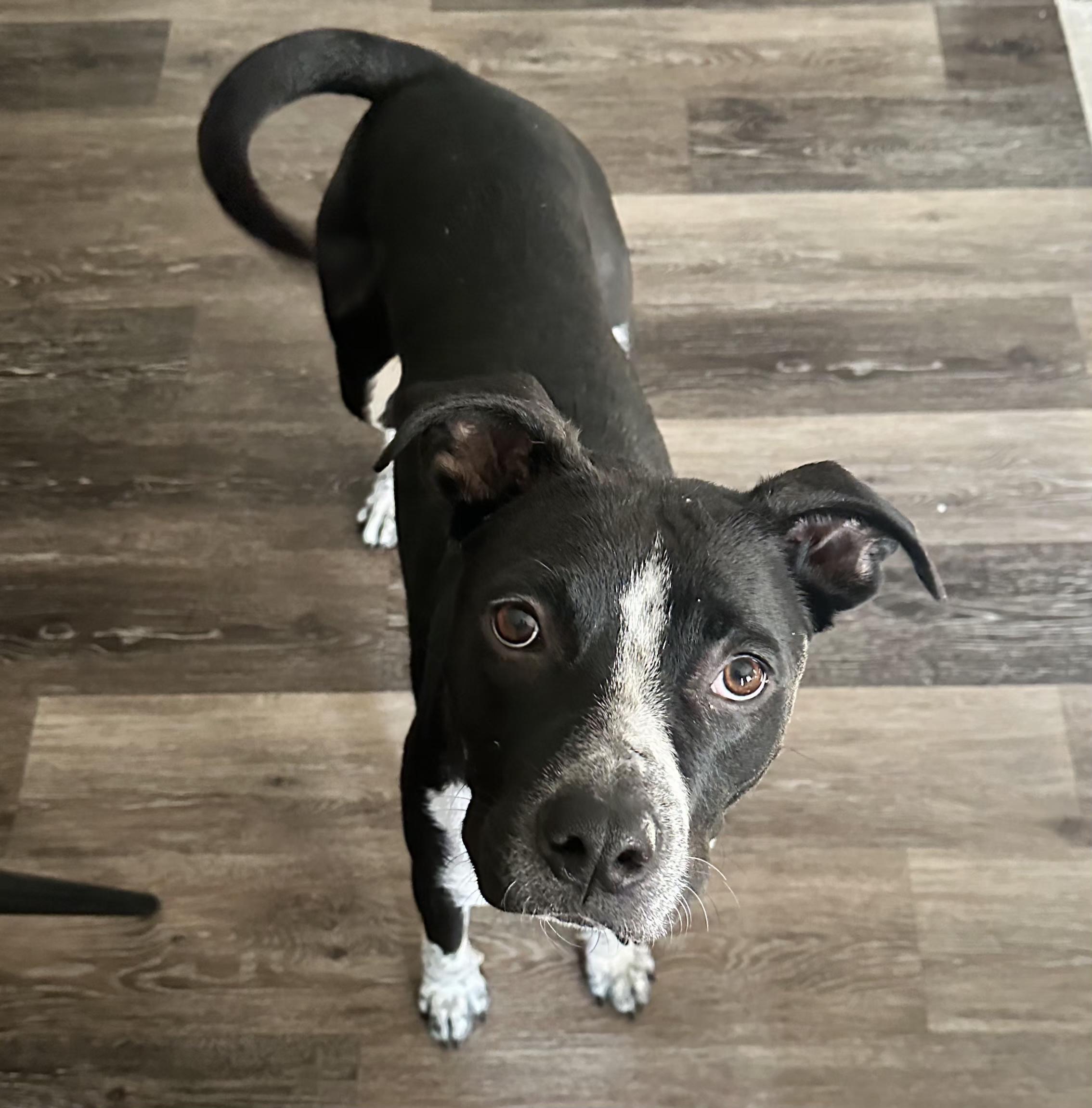 Enlarge Coffee Bean, a ADOPTABLE mixed breed in Normal, IL image 2/6