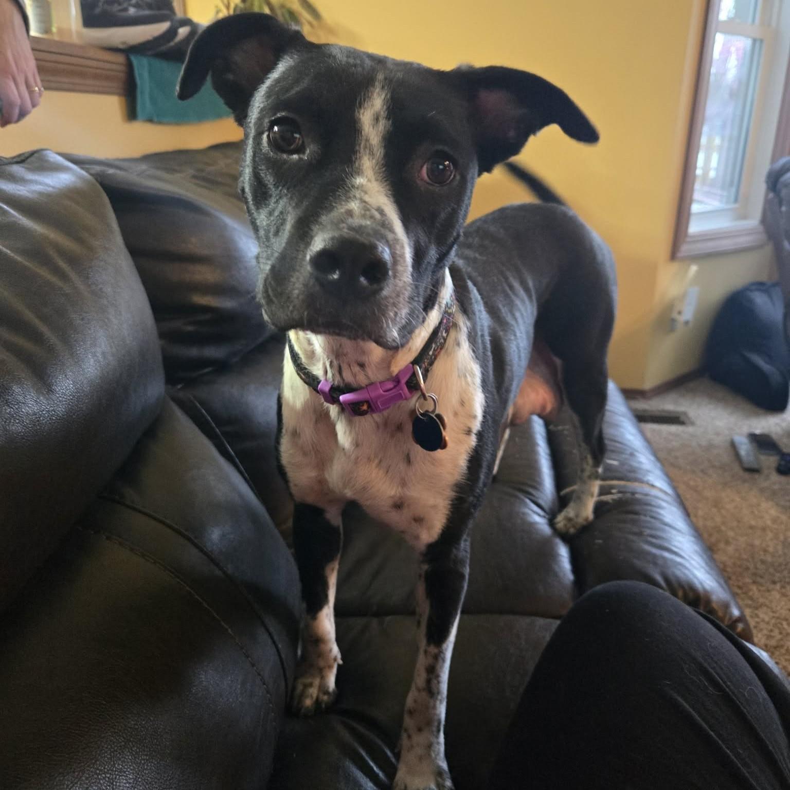 Enlarge Coffee Bean, a ADOPTABLE mixed breed in Normal, IL image 3/6