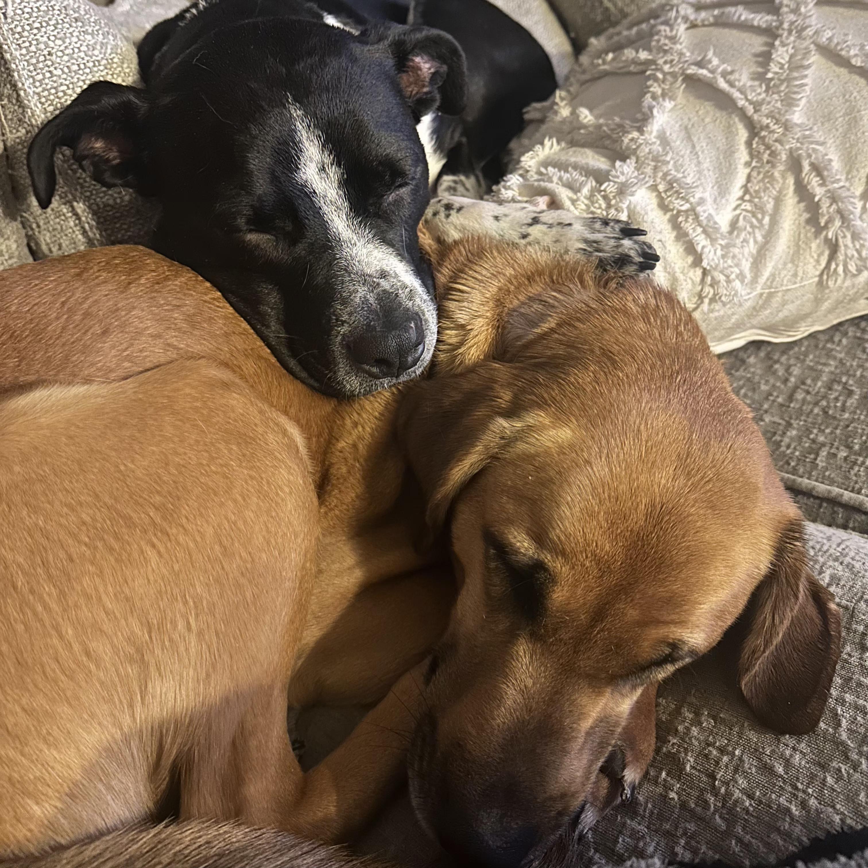 Enlarge Coffee Bean, a ADOPTABLE mixed breed in Normal, IL image 4/6