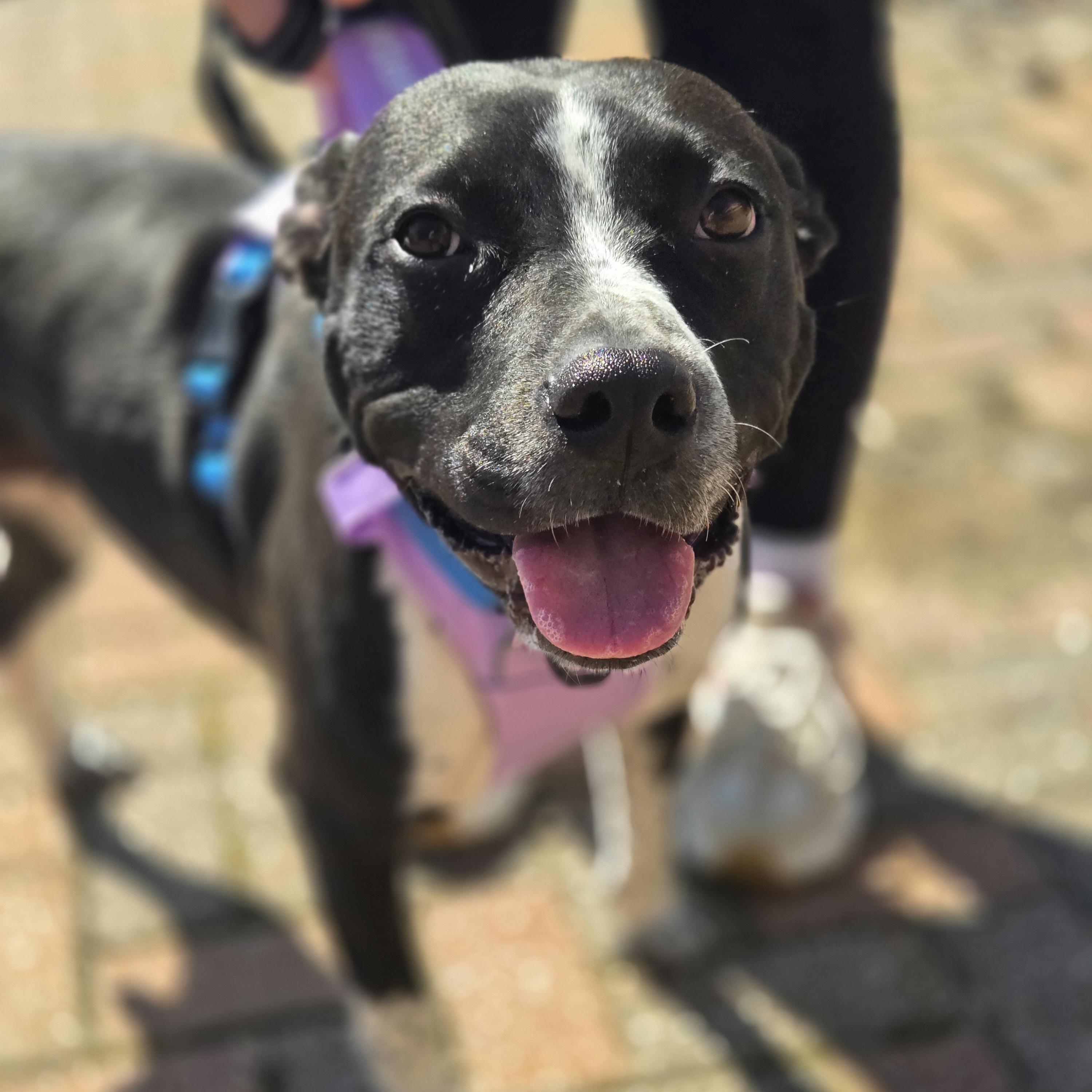 Enlarge Coffee Bean, a ADOPTABLE mixed breed in Normal, IL image 6/6