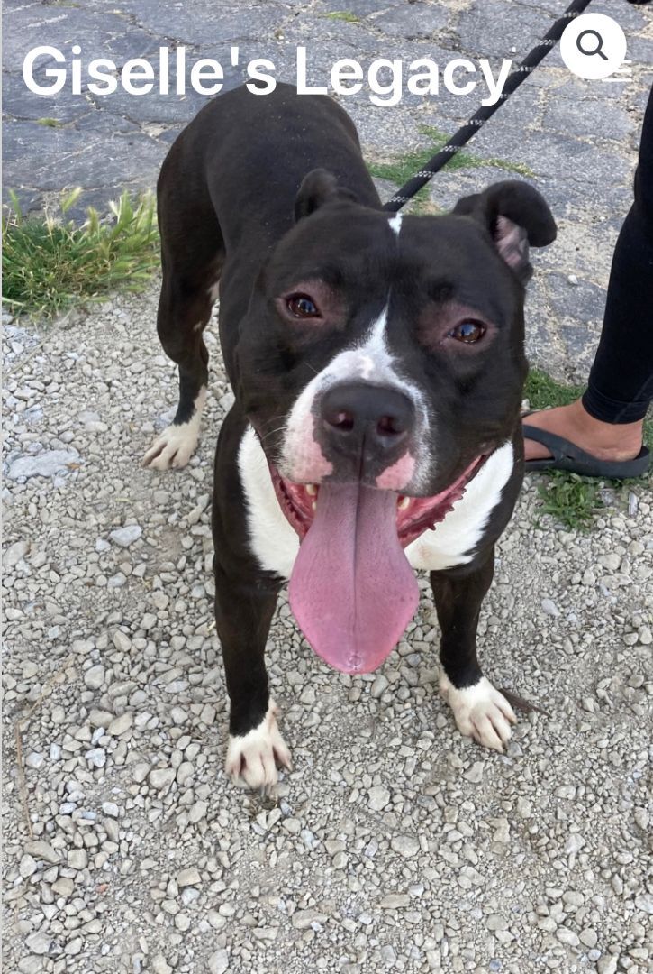 Sandor, an adoptable Pit Bull Terrier in woodland hills, CA, 91364 | Photo Image 4