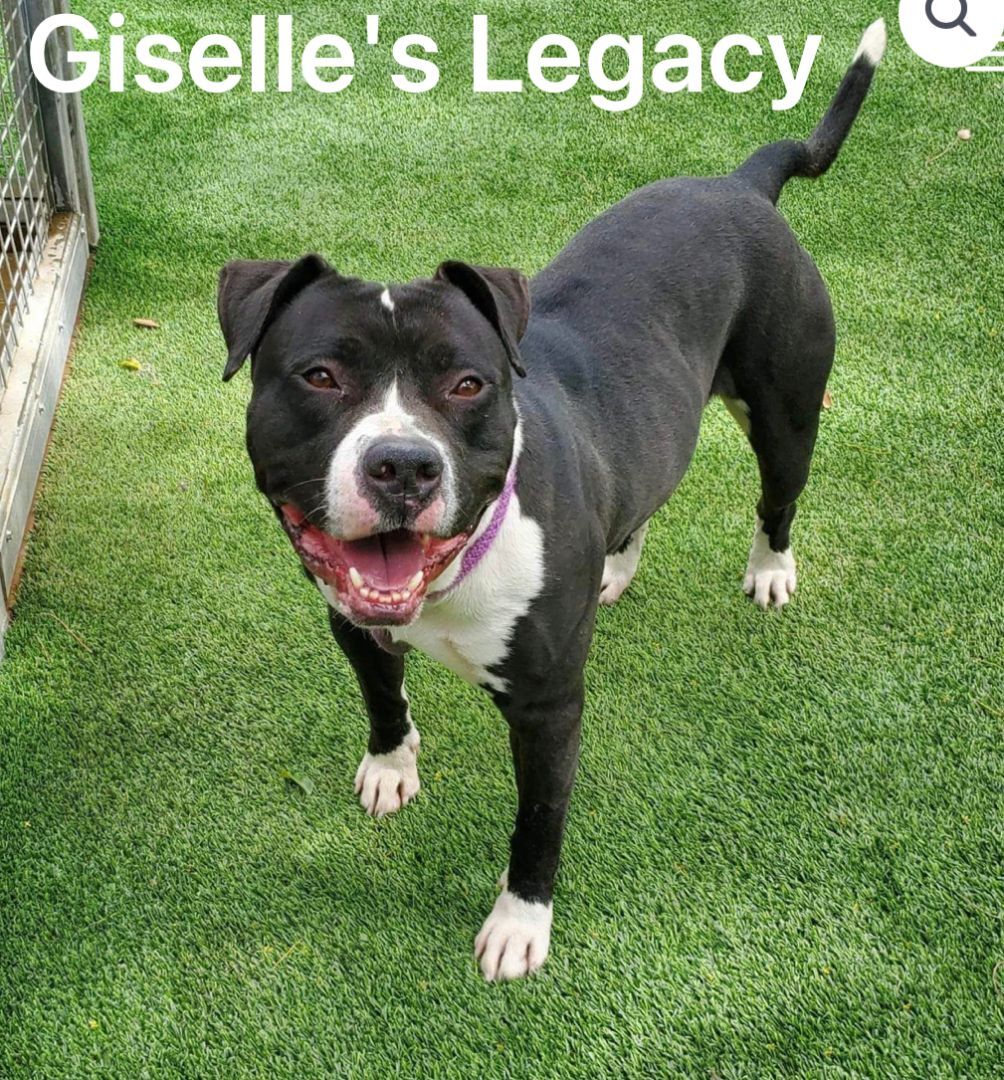 Sandor, an adoptable Pit Bull Terrier in woodland hills, CA, 91364 | Photo Image 3
