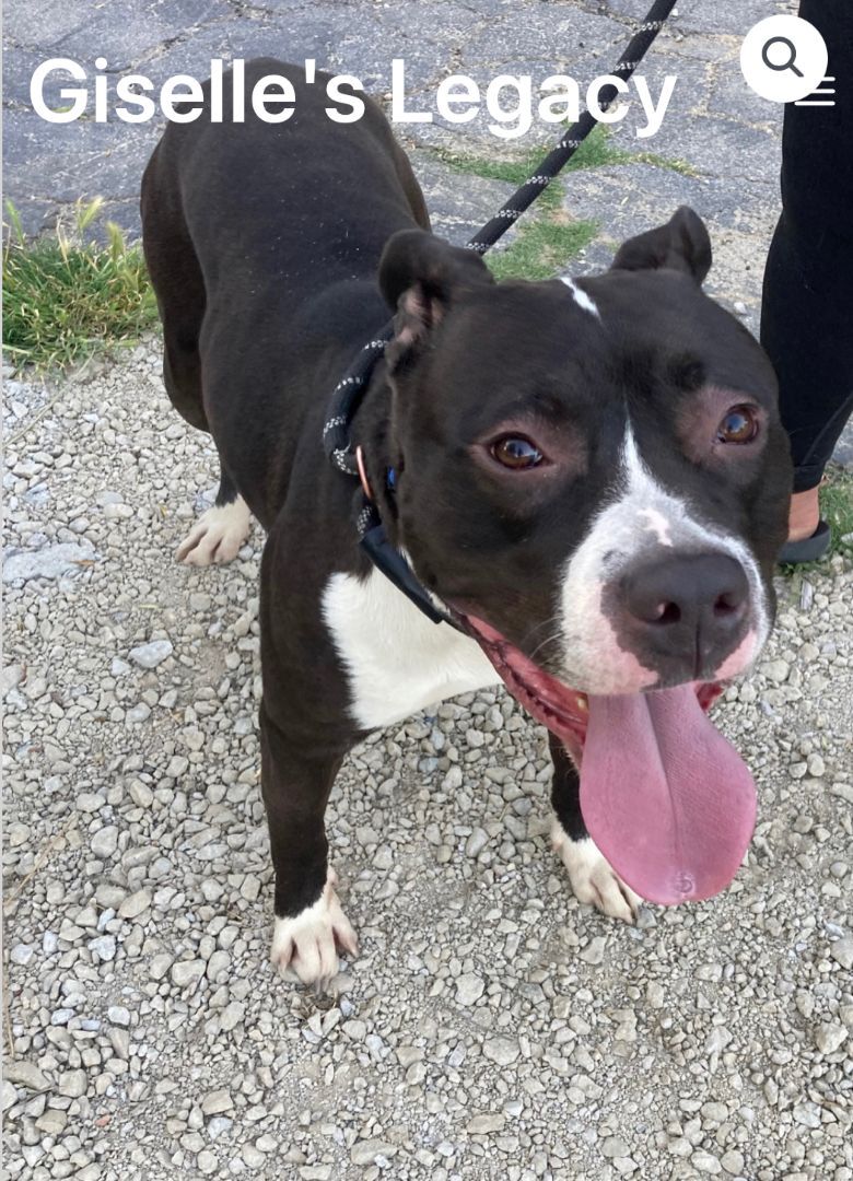 Sandor, an adoptable Pit Bull Terrier in woodland hills, CA, 91364 | Photo Image 5