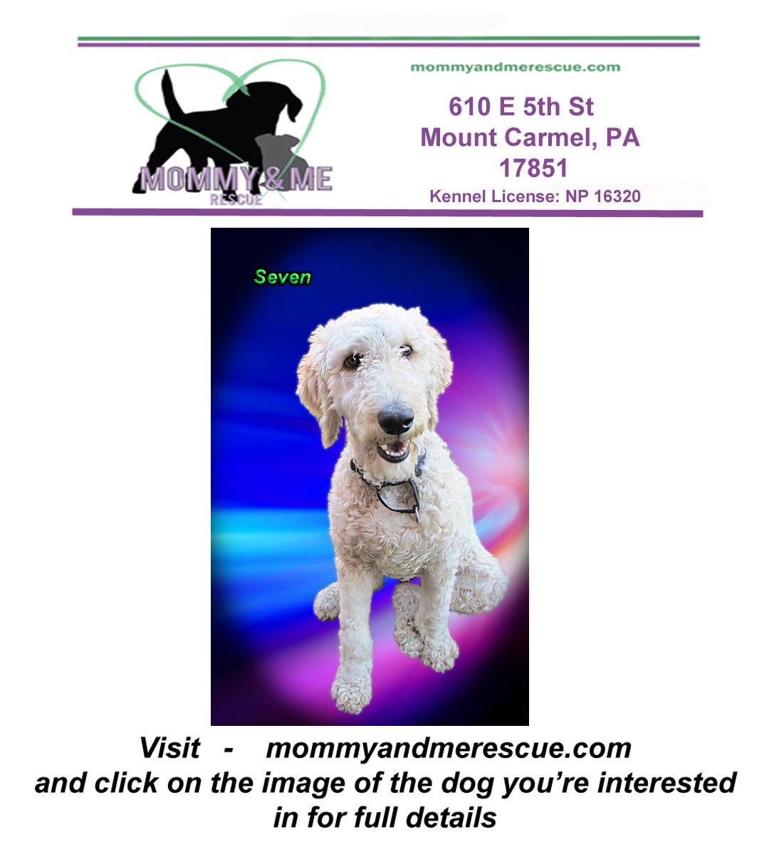 Seven, Adopted, Young Female Standard Poodle.