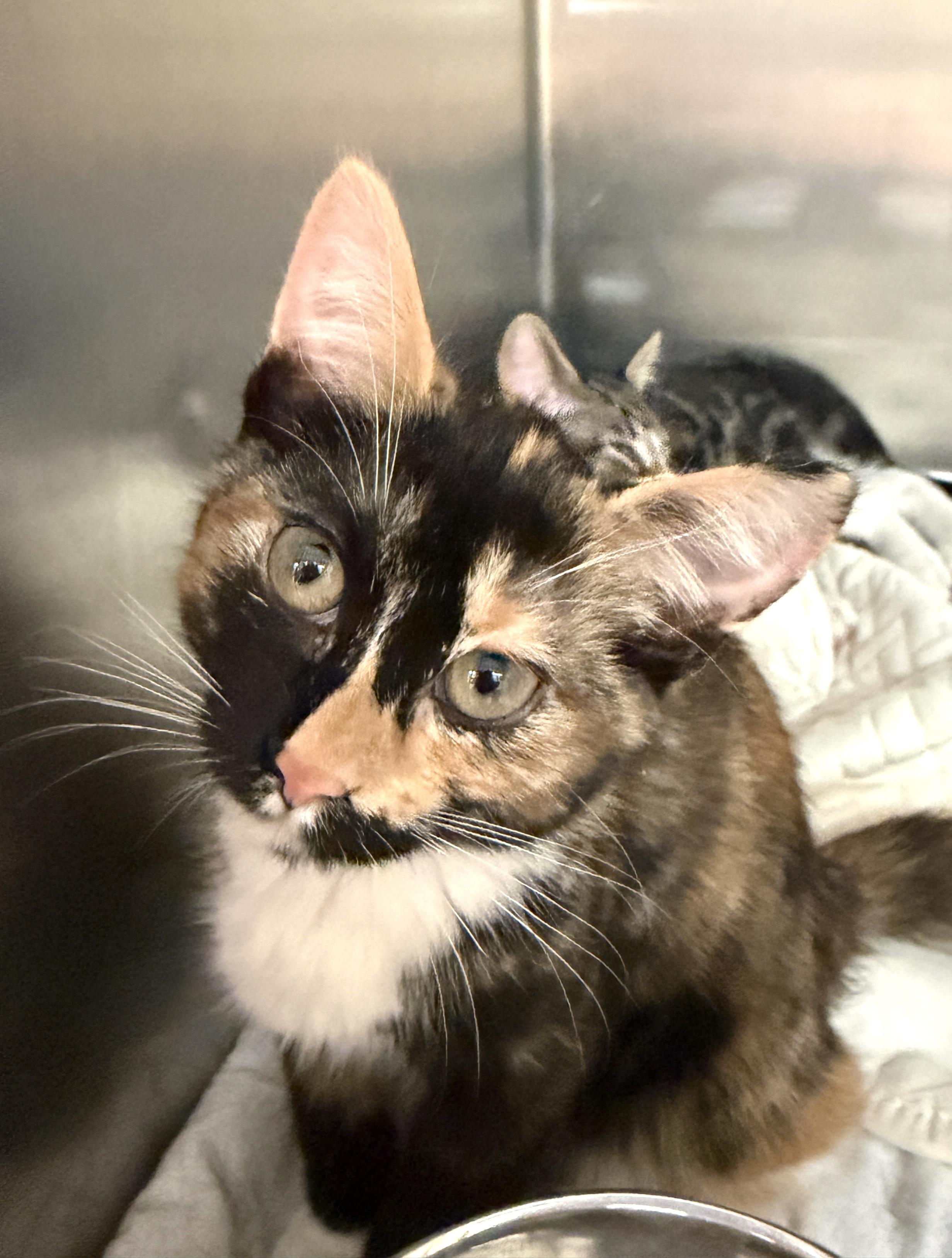 Twix, ADOPTABLE, Kitten Female Domestic Short Hair.