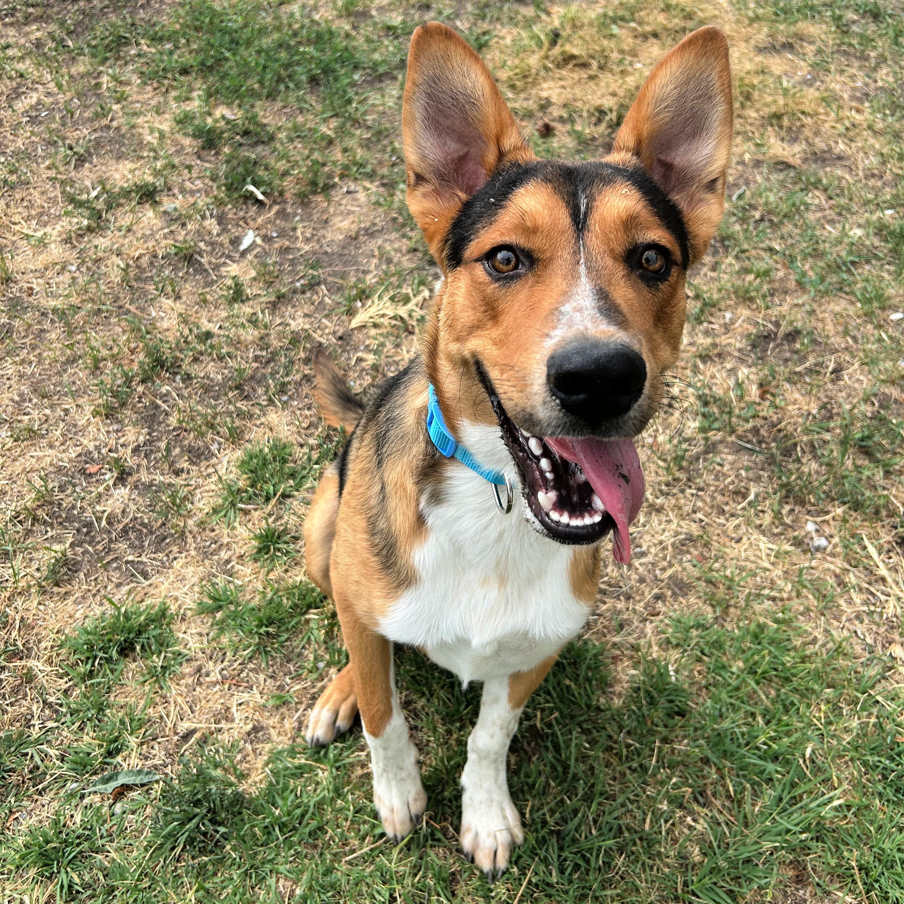 Scout, a ADOPTABLE mixed breed in Lindon, UT image 2/6
