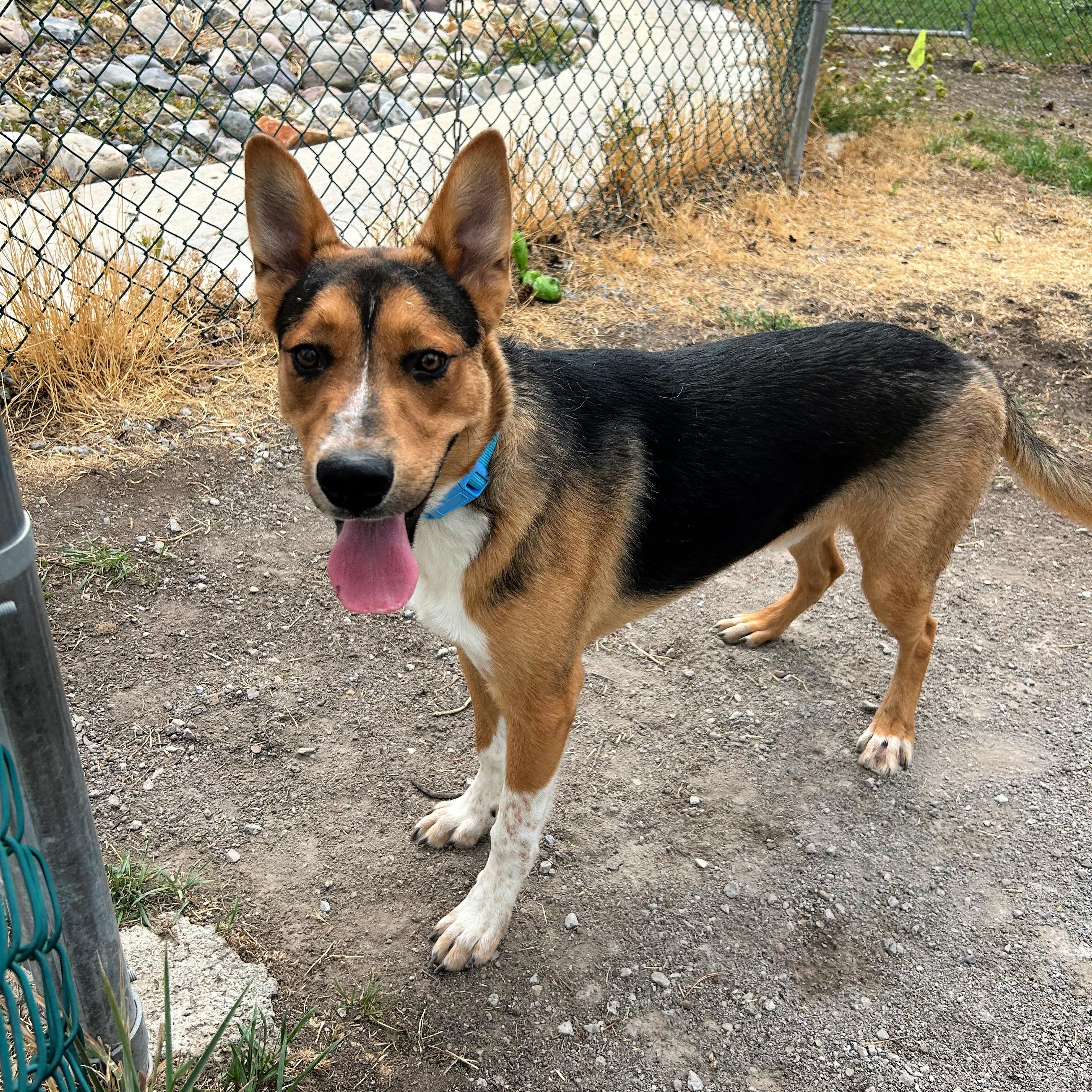 Scout, a ADOPTABLE mixed breed in Lindon, UT image 5/6