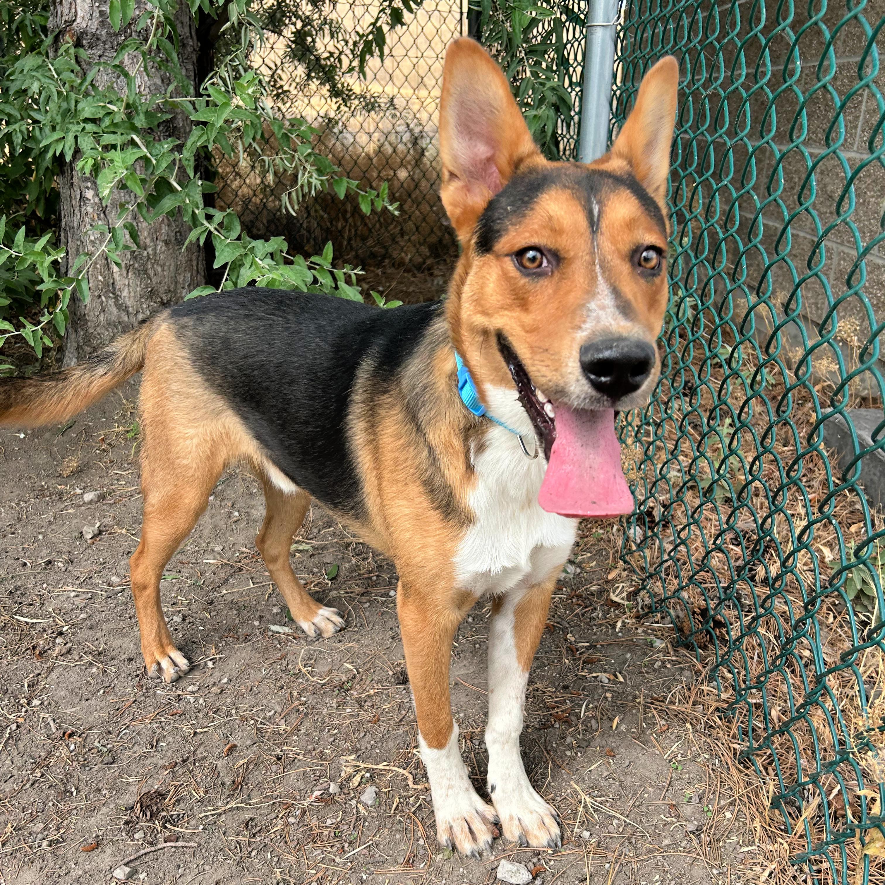Scout, ADOPTABLE, Young Male Cattle Dog.