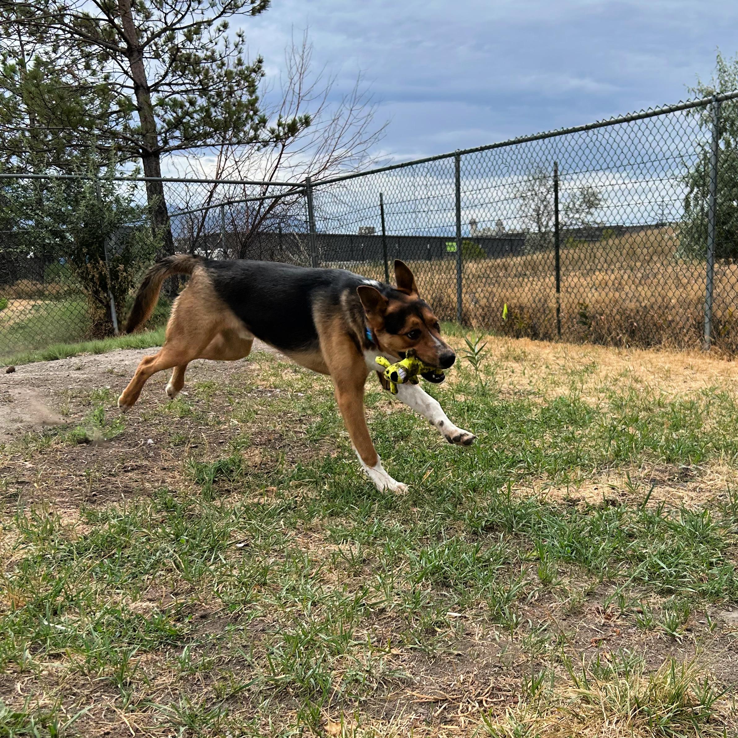 Scout, a ADOPTABLE mixed breed in Lindon, UT image 3/6