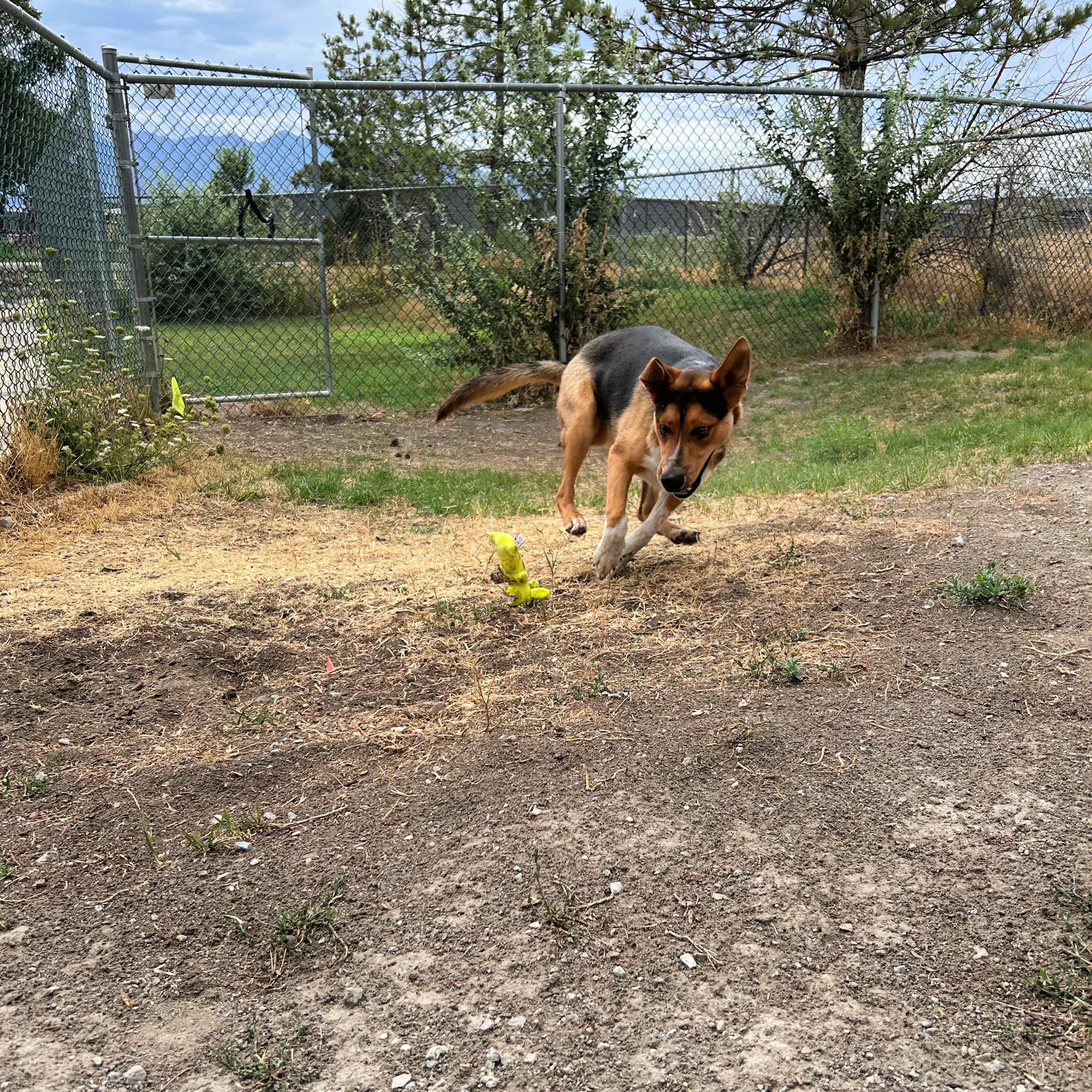 Scout, a ADOPTABLE mixed breed in Lindon, UT image 6/6