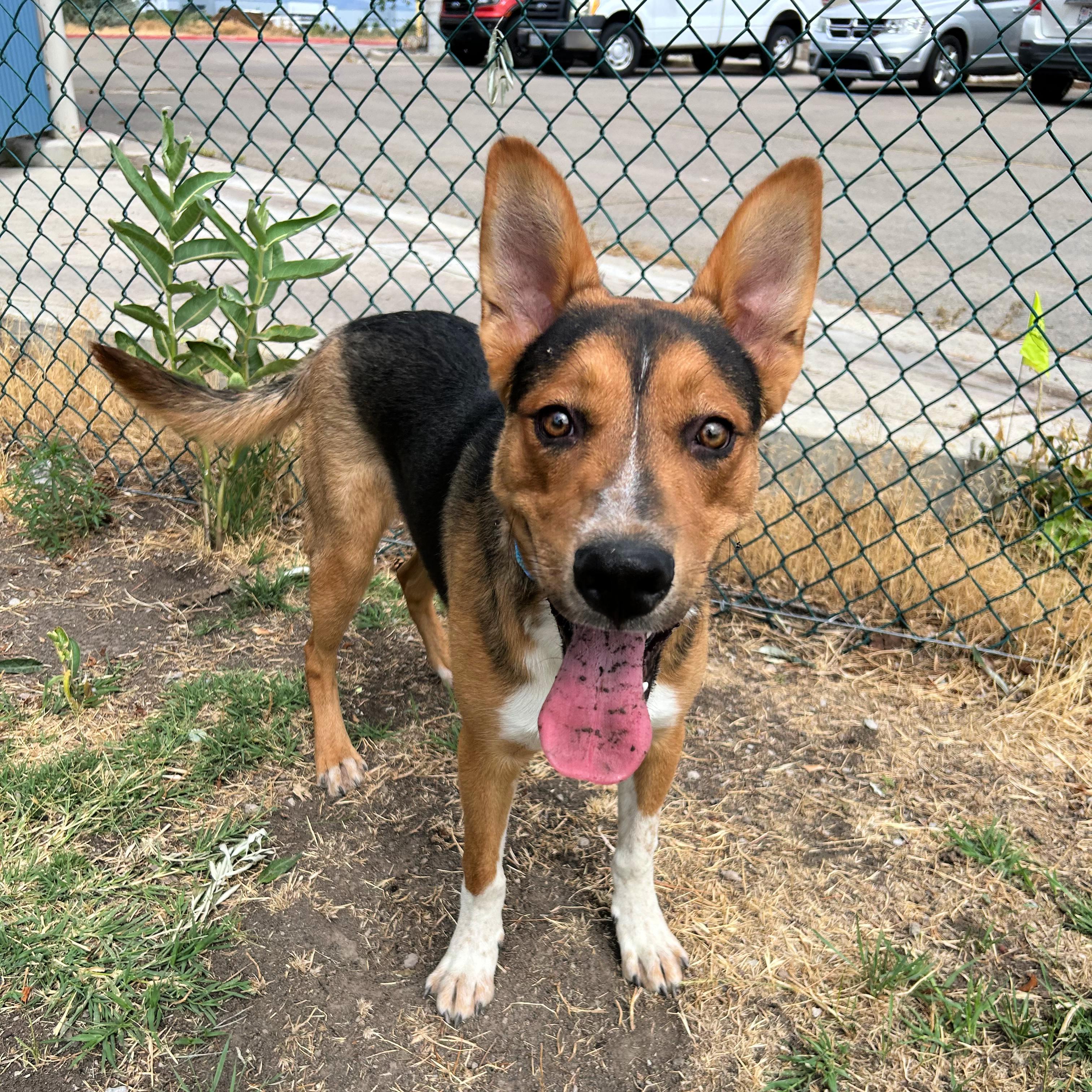 Scout, a ADOPTABLE mixed breed in Lindon, UT image 4/6