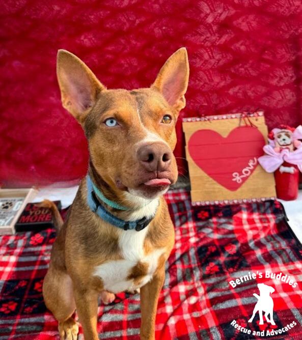 Max-Scherzer, a Adoptable Mixed Breed in Huntington, WV image 6/6