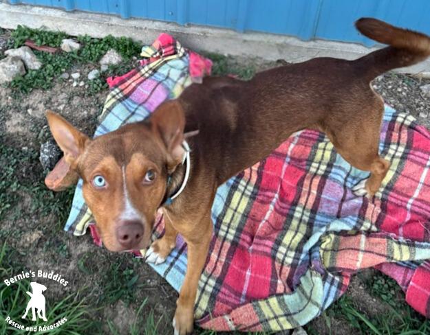 Max-Scherzer, a Adoptable Mixed Breed in Huntington, WV image 1/5