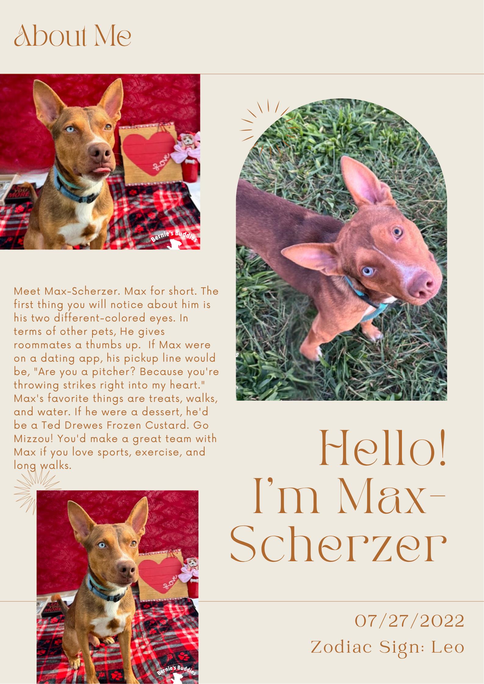 Max-Scherzer, Adoptable, Adult Male Mixed Breed.