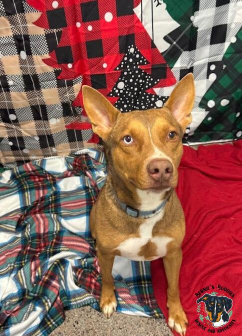 Max-Scherzer, a Adoptable Mixed Breed in Huntington, WV image 4/6