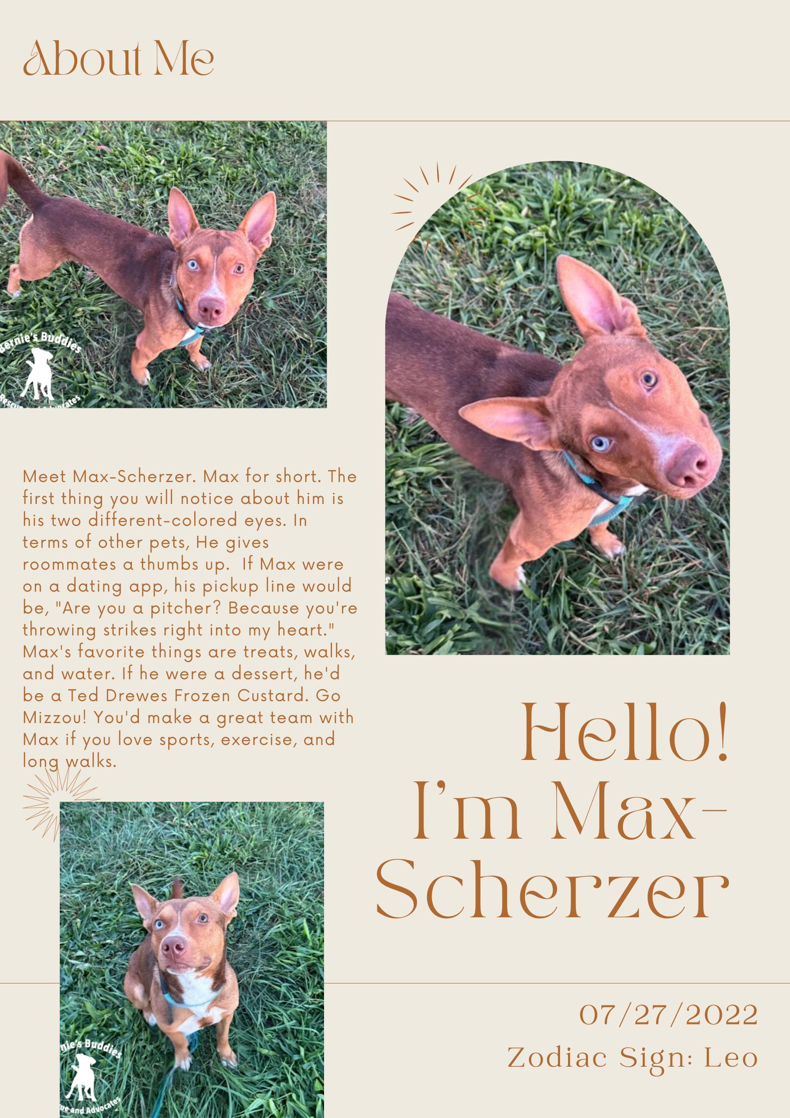 Max-Scherzer, a Adoptable Mixed Breed in Huntington, WV image 2/5