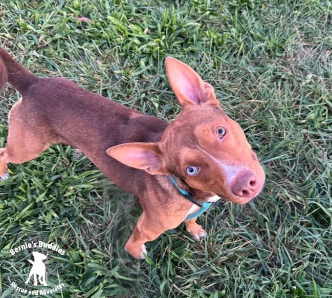 Max-Scherzer, a Adoptable Mixed Breed in Huntington, WV image 3/5