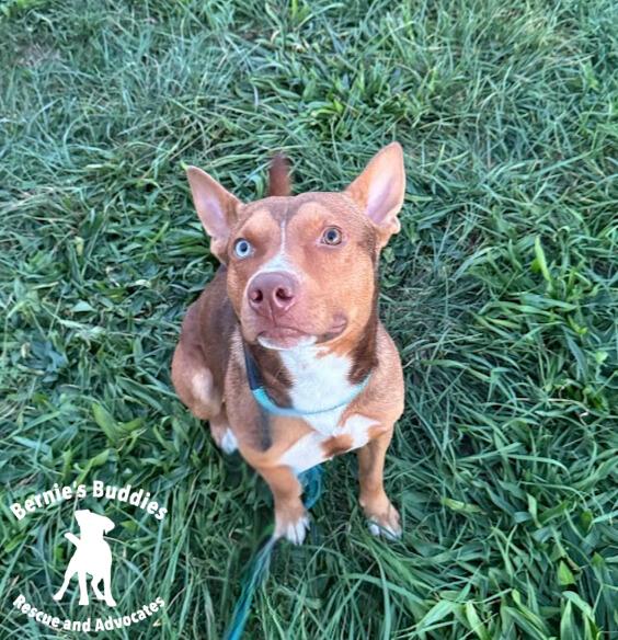 Max-Scherzer, a Adoptable Mixed Breed in Huntington, WV image 4/5