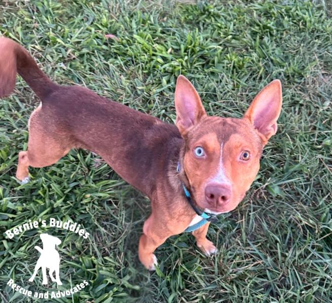 Max-Scherzer, a Adoptable Mixed Breed in Huntington, WV image 5/5