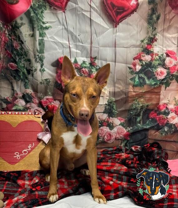 Max-Scherzer, a Adoptable Mixed Breed in Huntington, WV image 5/6