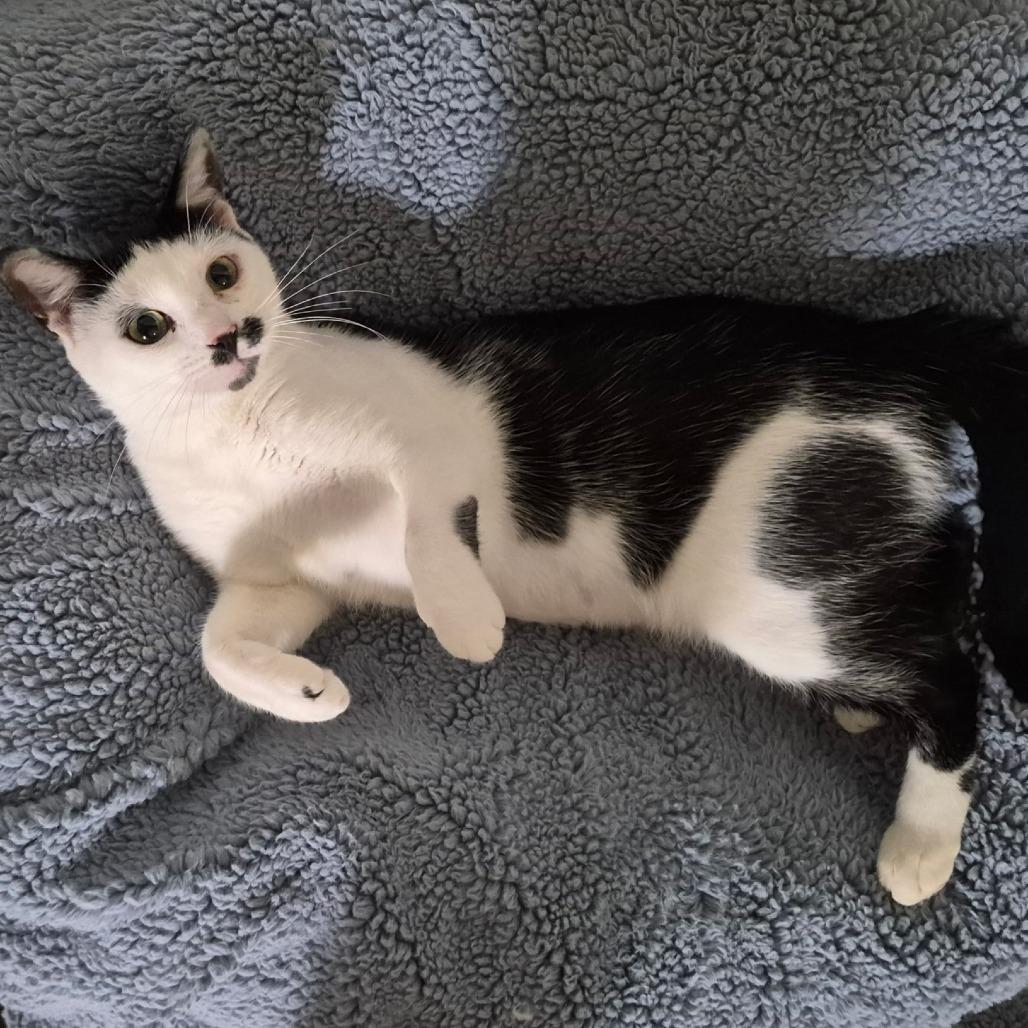Enlarge Charlie, a Adoptable Domestic Short Hair in Ventura, CA image 2/4