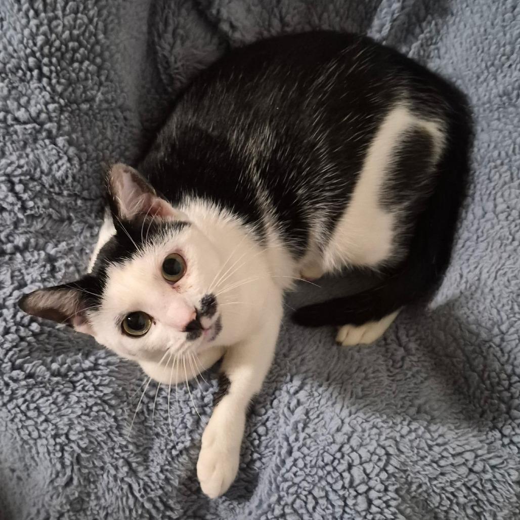 Enlarge Charlie, a Adoptable Domestic Short Hair in Ventura, CA image 3/4