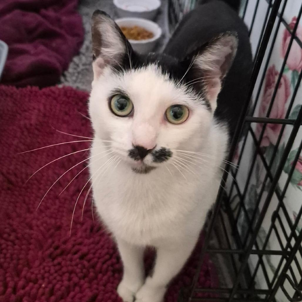 Enlarge Charlie, a Adoptable Domestic Short Hair in Ventura, CA image 4/4