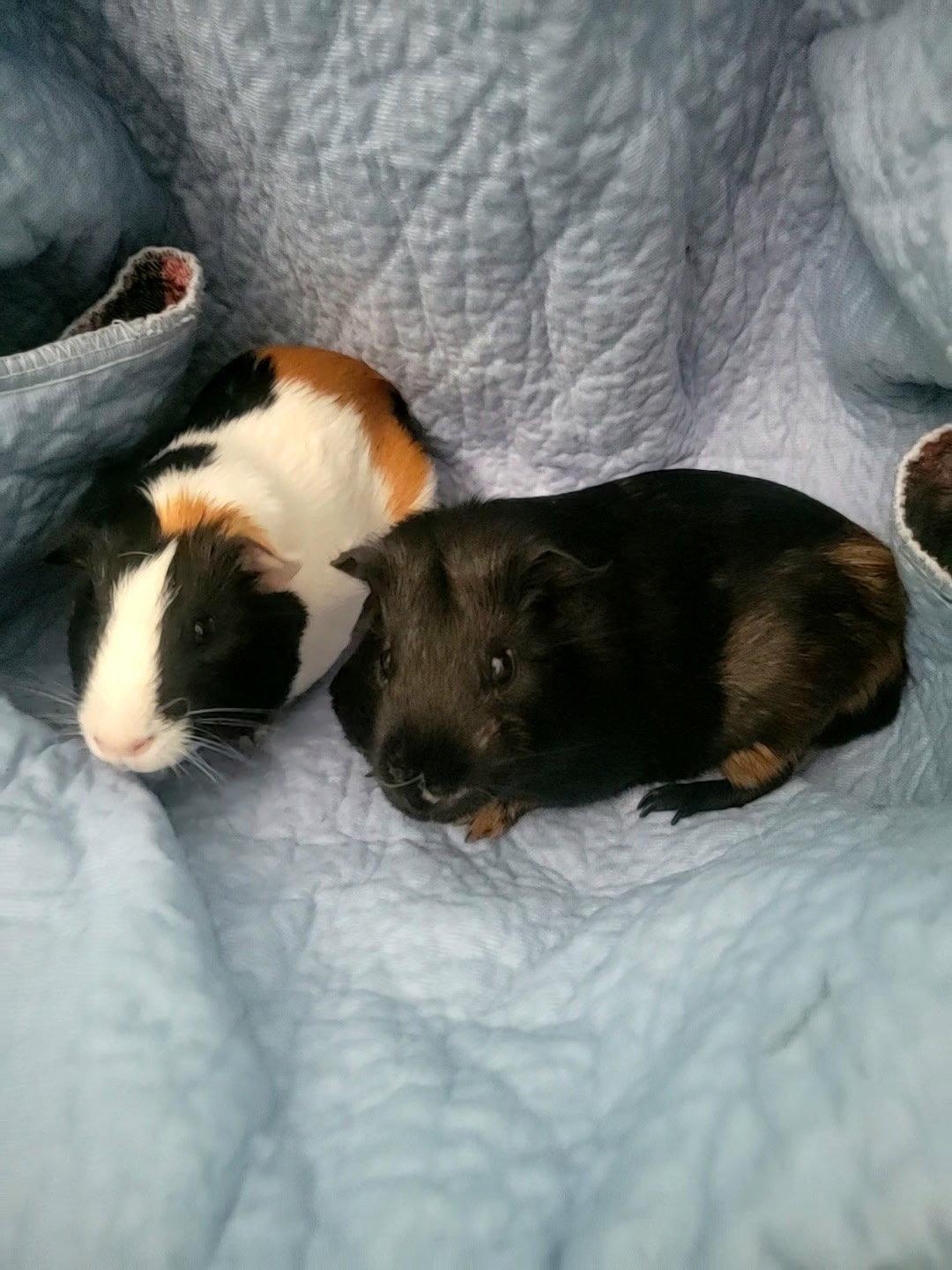 Enlarge Johnny & Raven, a Adoptable Guinea Pig in Frederick, MD image 1/2