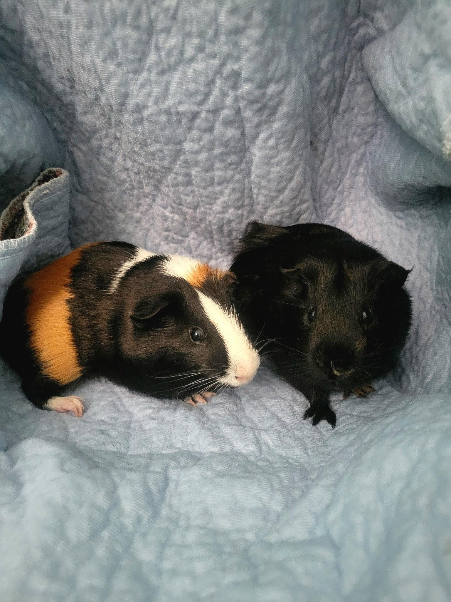 Enlarge Johnny & Raven, a Adoptable Guinea Pig in Frederick, MD image 2/2
