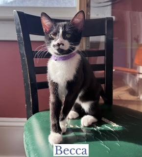 Becca, adopted, Kitten Female Domestic Short Hair.