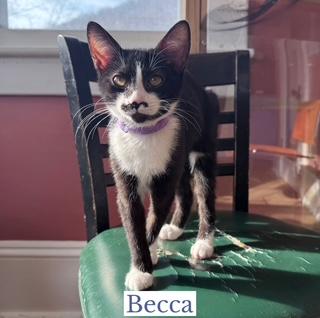 Enlarge Becca, an adopted Domestic Short Hair in Berkeley Springs, WV image 3/4