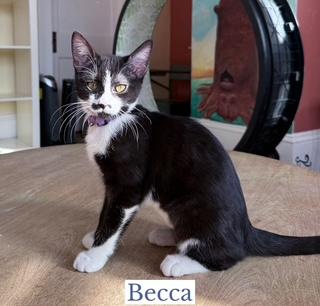 Enlarge Becca, an adopted Domestic Short Hair in Berkeley Springs, WV image 2/4