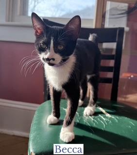Enlarge Becca, an adopted Domestic Short Hair in Berkeley Springs, WV image 4/4