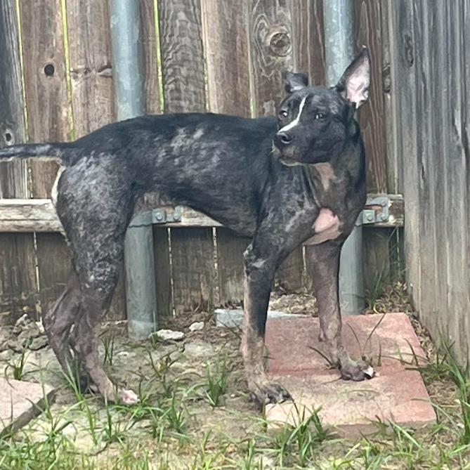 Enlarge Maxine, a Adoptable Terrier in Dallas, TX image 2/3