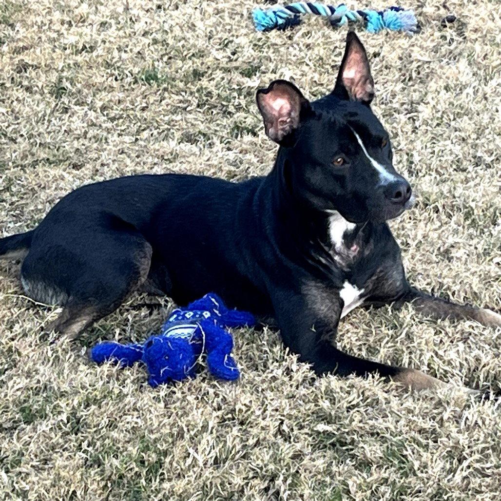 Maxine, a Adoptable Terrier in Dallas, TX image 1/3
