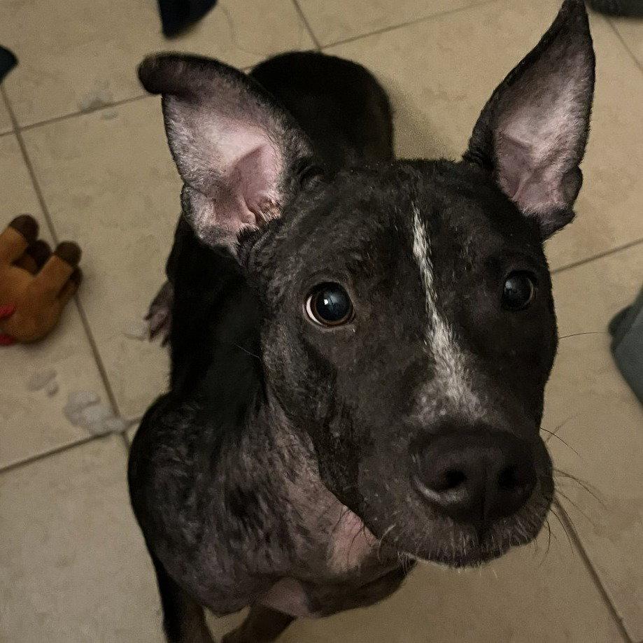 Maxine, a Adoptable Terrier in Dallas, TX image 2/3