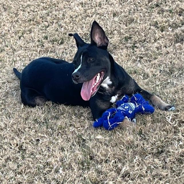 Maxine, a Adoptable Terrier in Dallas, TX image 3/3